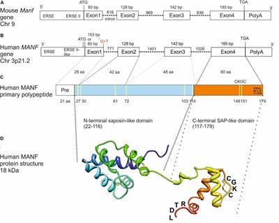 Emerging Roles for Mesencephalic Astrocyte-Derived Neurotrophic Factor (MANF) in Pancreatic Beta Cells and Diabetes